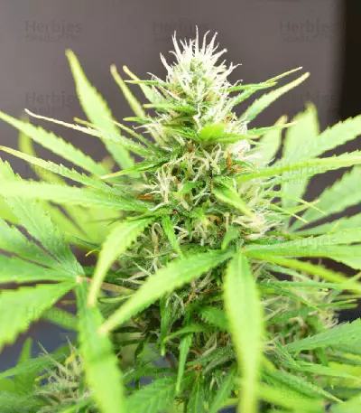 Semi femminizzati Robocrop Auto