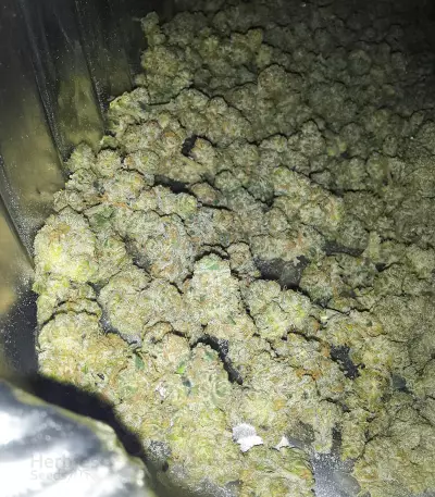 RudeBoi OG F1 Seeds (Seedkeepers)