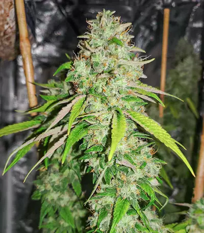 Sith OG Seeds (AlphaFem Seeds)
