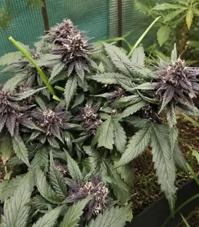 Auto Strawberry Soda Seeds (Dutch Passion)