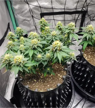 Black Cherry Punch Seeds