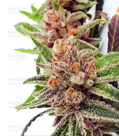 Black Cherry Punch Seeds