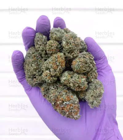 Black Toffee Auto Seeds
