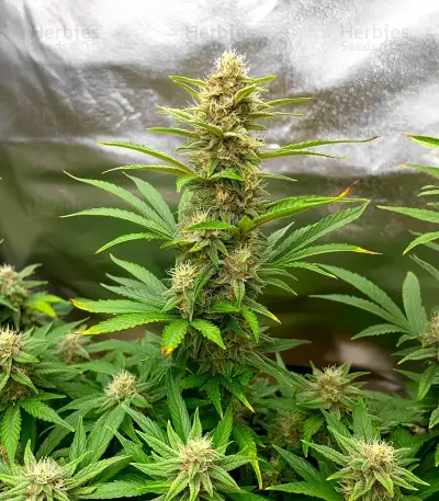 Blue Cheese (Expert Seeds) Seeds
