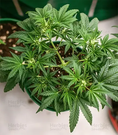 Blueberry Auto feminized seeds