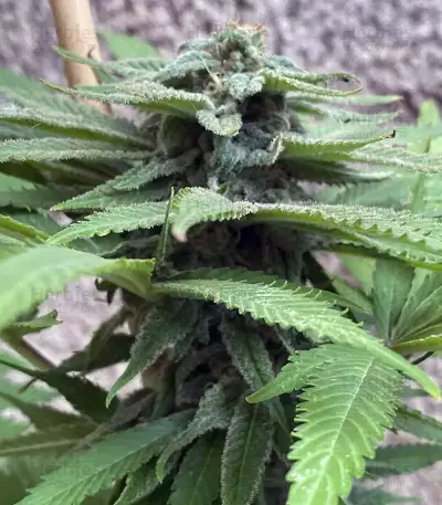 Semi Femminizzati Café Racer (BlimBurn Seeds)