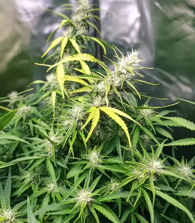 Dos Si Dos Auto Seeds