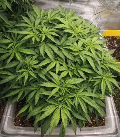 Double Cream feminized seeds