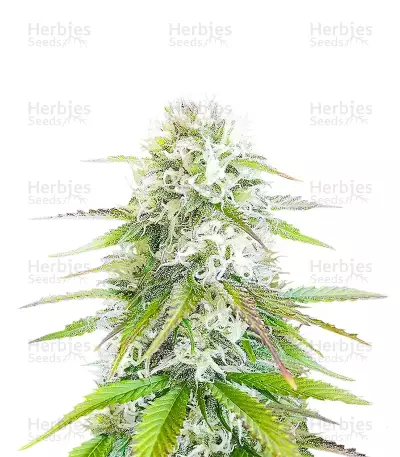 Semillas Feminizadas Ghost Train Power (Original Sensible Seeds)