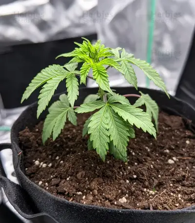 Girl Scout Cookies Seeds