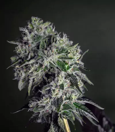 Graines de cannabis Glookies (Barney's Farm)