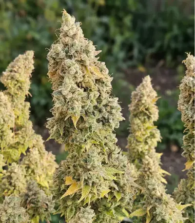 Godzilla Jealousy Seeds