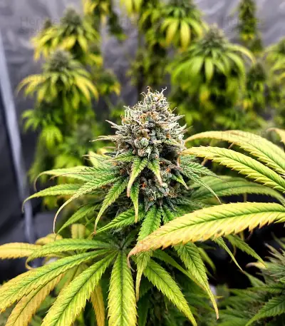 Gorilla Super Glue Seeds