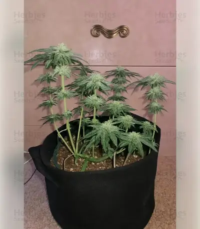 Granddaddy Purple Seeds