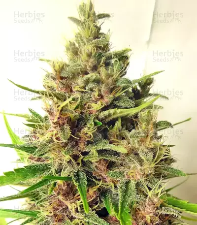Graines de cannabis Malawi x PCK Regular (Ace Seeds)