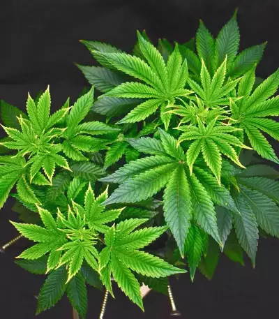 Mimosa Shot Seeds (Herbies Seeds)