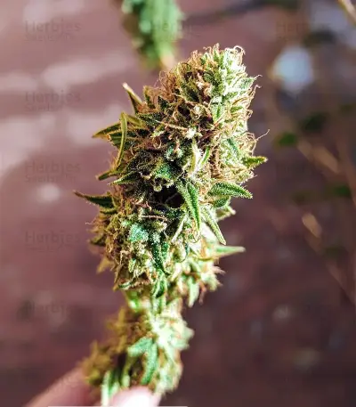 Northern Lights Autoflower Seeds
