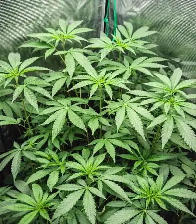 Peanut Butter Breath Auto Seeds