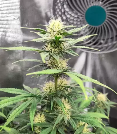 Pound Cake Auto Seeds