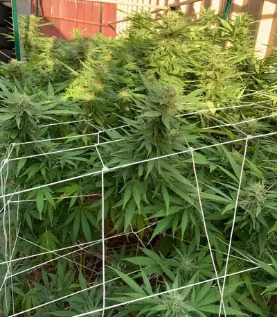 Purple Wreck (Reserva Privada)