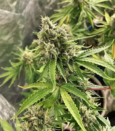 Shogun feminized seeds