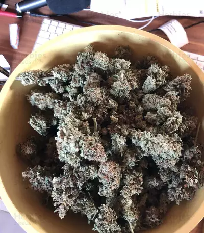 Shogun feminized seeds