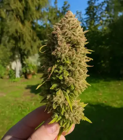Stoned Panda Seeds