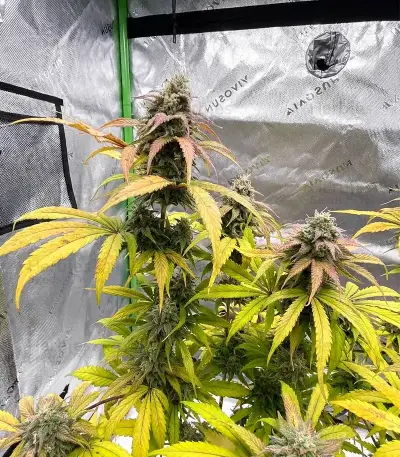 Super Lemon Cloud Auto Seeds