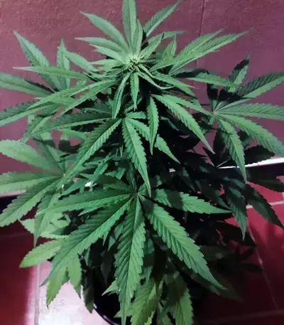 Sweet CBD Seeds