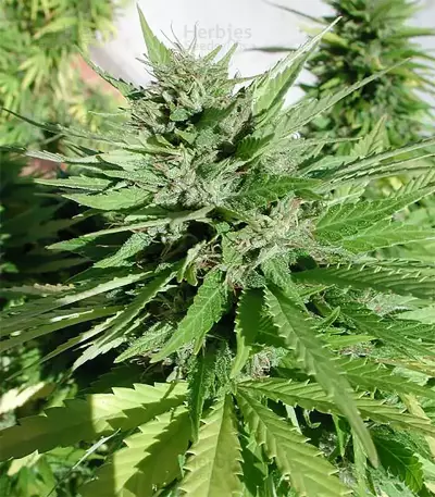 Tikal Seeds - Cannabis Strain Seeds for Sale