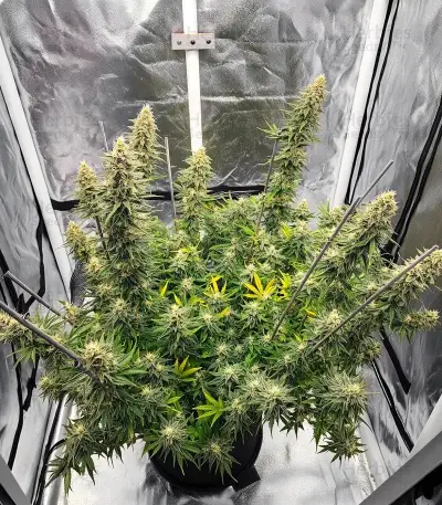 Tropicana Cookies Purple Seeds