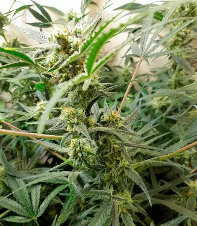 West Coast O.G. Auto Seeds