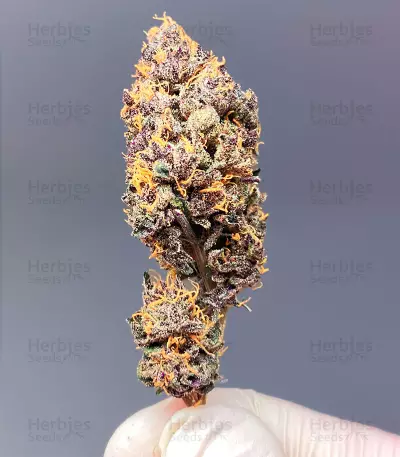 Gelato Seeds