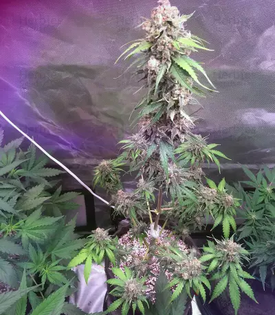 Auto Monster Mass Seeds