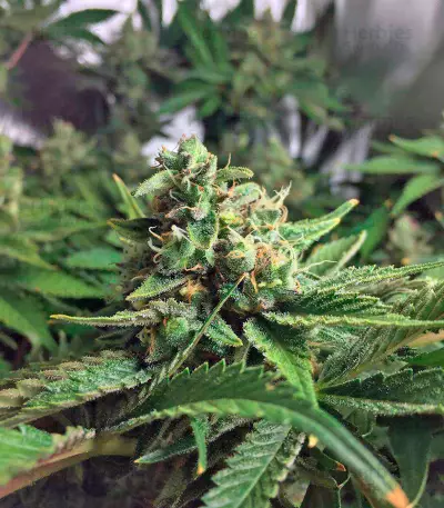 Lemon Skunk (GHS)