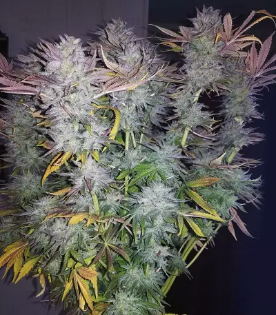 818 Headband