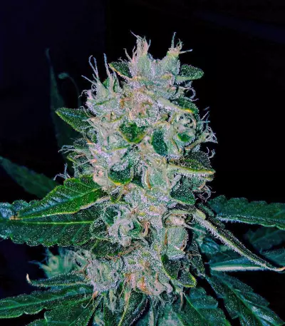 Amnesia Haze Auto strain