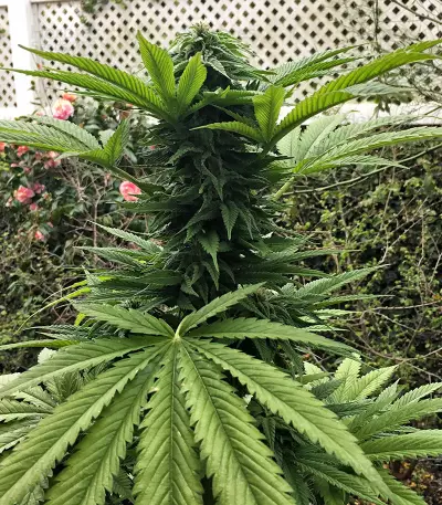 Graines de cannabis Amnesia Haze (Soma Seeds)