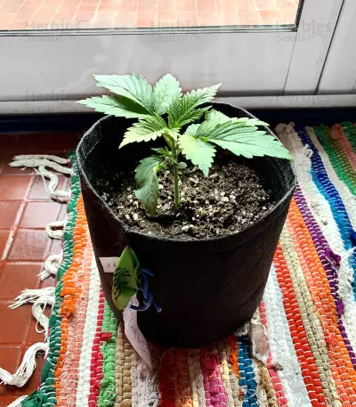 Amnesia OG strain