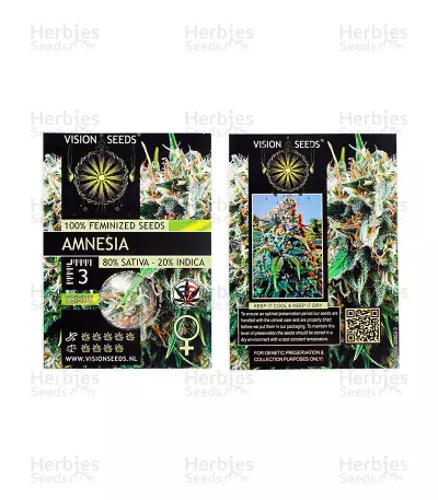 Amnesia Seeds (Vision Seeds)