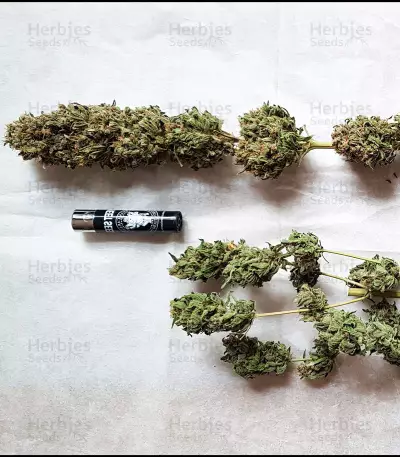 Black Jack Seeds