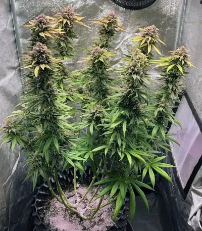 Semi femminizzati Blue Fire