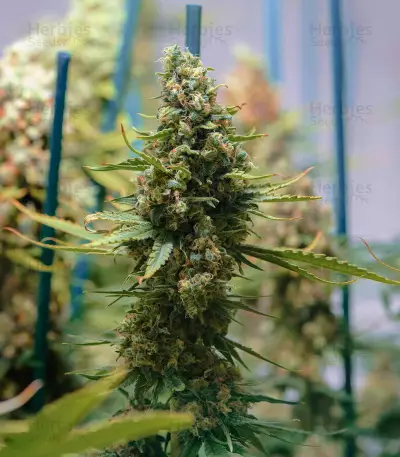 Critical Kush Seeds