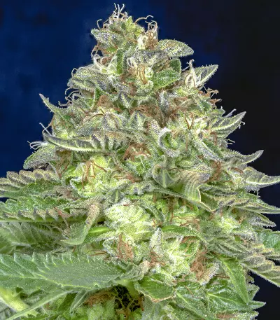 Semillas feminizadas Do-Si-Dos (Big Head Seeds)