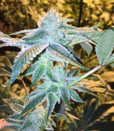 Josh D OG Seeds