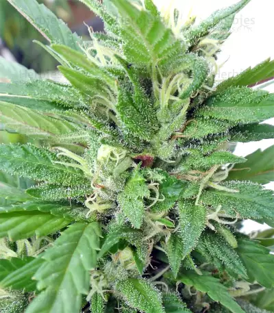Graines de cannabis Kali China Breeders Pack (Ace Seeds)