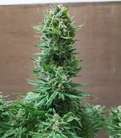 King Kong Seeds