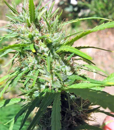 Malawi Breeders Pack feminized seeds