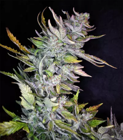 Mexican Sativa Seeds