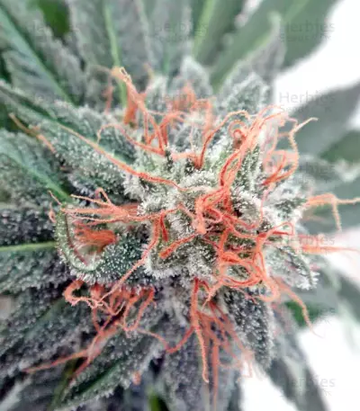 Nepal Jam regular (Ace Seeds)